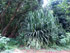 Vgtation tropicale