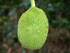 Fruit de l'arbre  pain 