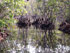 Mangroves