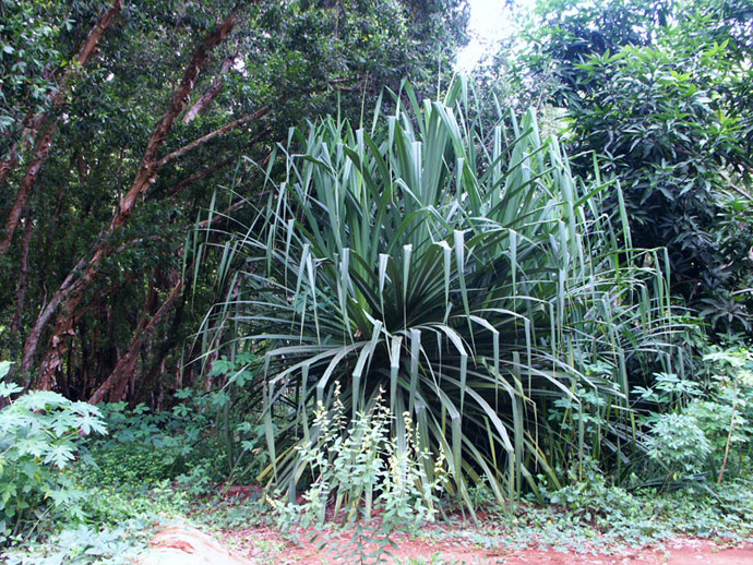 Vgtation tropicale