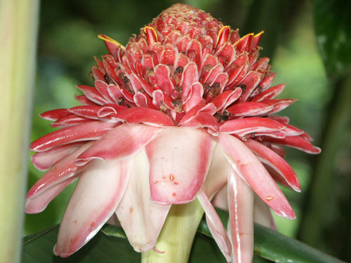 Rose de porcelaine
