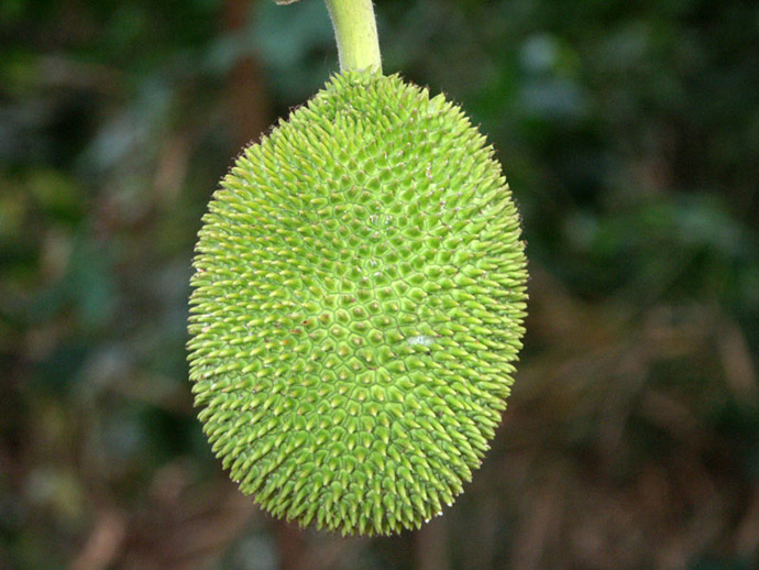 Fruit de l'arbre  pain 