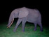 " DANIEL" lphant Assala