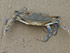 Crabe bleu - CAP LOPEZ