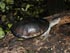 Tortue des marais