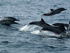 Dauphins