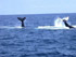 Baleines  bosse