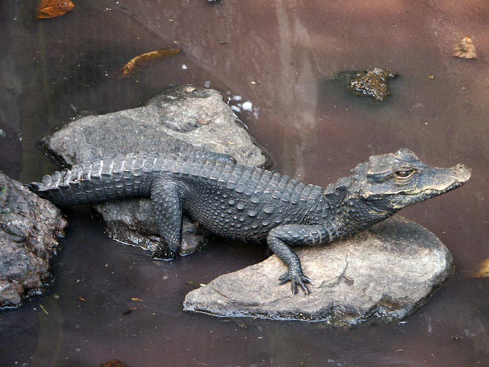 Crocodile des marais