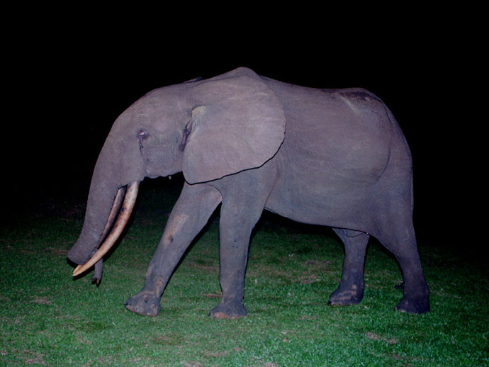 " DANIEL" Elphant  de fort - Assala