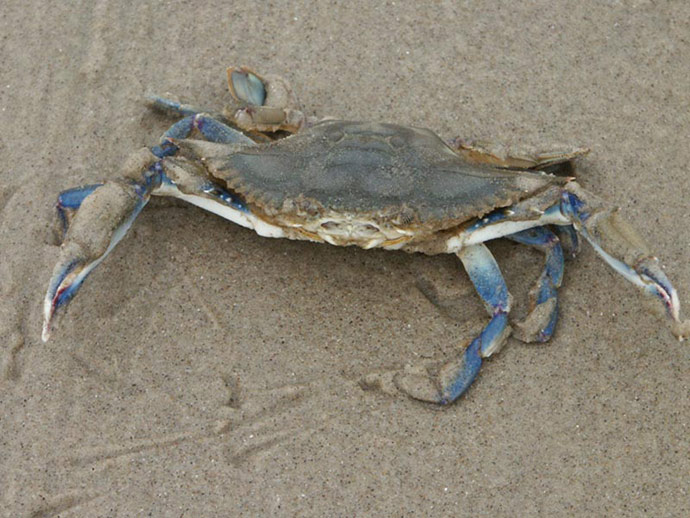 Crabe bleu - CAP LOPEZ