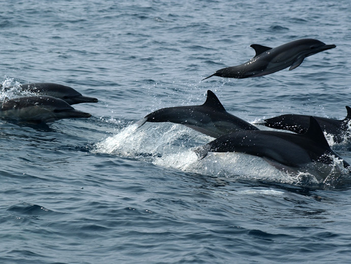 Dauphins