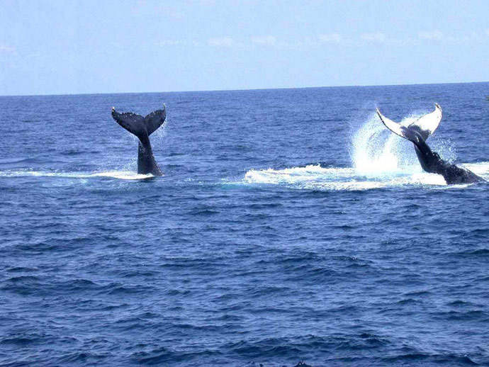 Baleines  bosse