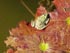 Cuisses de grenouille