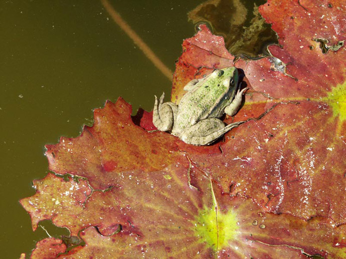 Cuisses de grenouille