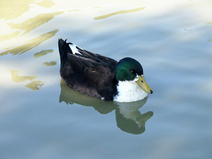 Le reflet de la sieste