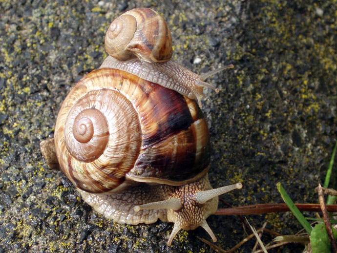La gastropode attitude