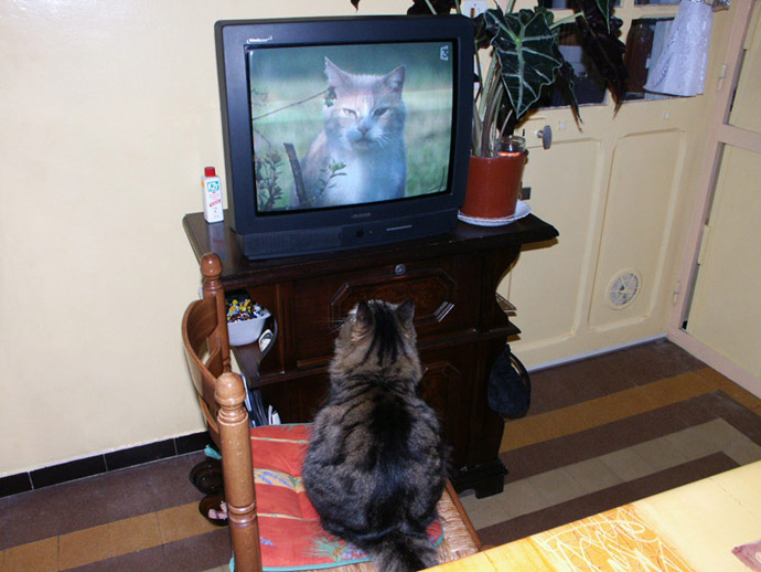 Chat alors!!!