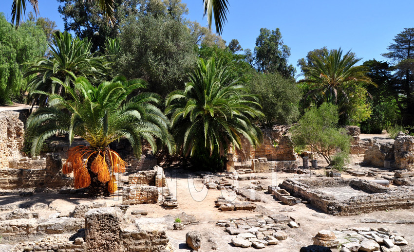 Ruines villas romaine - CARTHAGE