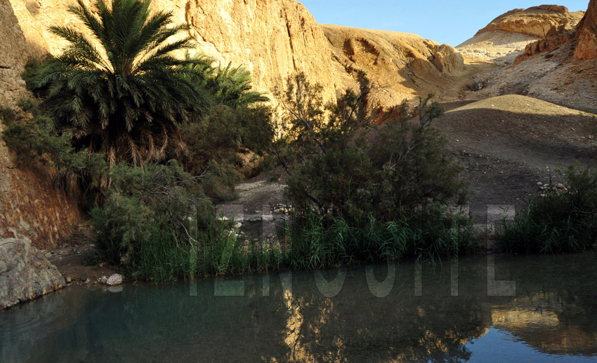 Oasis de CHEBIKA