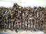 Les cadenas "amoureux" rue PANUS PANNONIUS - PECS